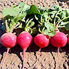 Radish Round Red 